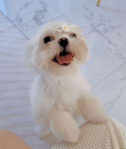 Purebred Teacup Korean Maltese looking for new home.