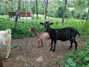 Female Milking Goats 🐐 