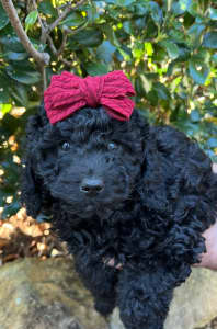 Ready this weekend. Female cavoodle black