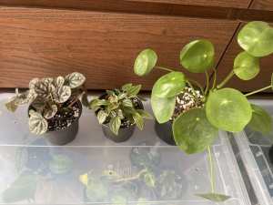 Peperomia trio and more indoor plants