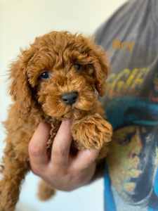 Pure bred red toy poodle male 