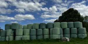 Rhodes grass Silage for Cattle