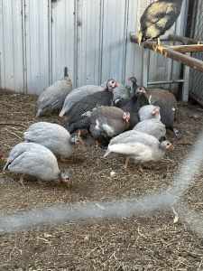 guineafowl for sale