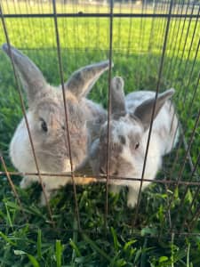 Mini lop rabbit 2 x males with cage