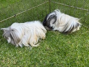 2x Male Guinea Pigs with Cage, Play Pen and Accessories