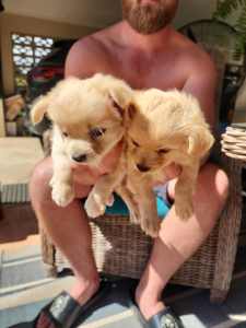 2 x puppies for sale