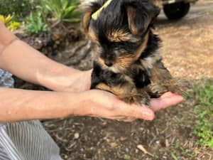 Purebred Yorkshire Terrier Pups (2M and 1F)
