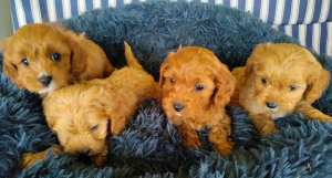 CAVOODLE PUPPIES ... TOY...DNA TESTED only 3 left
