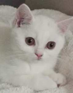 White British Short Hair kitten for sale