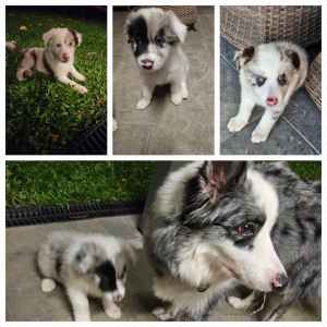 Pure Bred Border Collie pups for sale