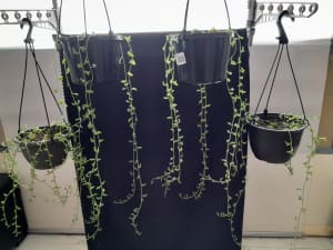 Plants In Hanging Baskets - String Of Dolphins **$15 each**