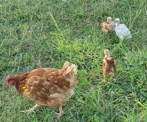 Isa Brown hen with 3 chicks