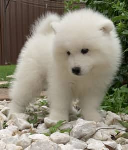 Samoyed deals puppies gumtree