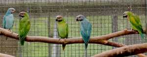 UPDATED Moustache Parrots, Crimson-bellied Conures - all must go 