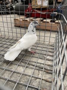 Assorted Pigeons English Tumbler, Pakistani Highflyer