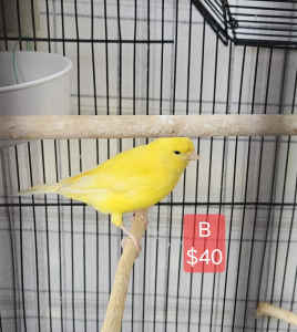 Canaries for sale. 