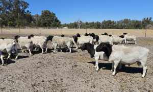 Dorper Rams commercial grade sheep 