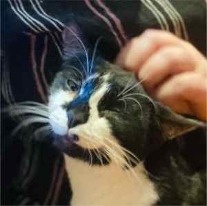 Jewel - Perth Animal Rescue Inc vet work cat/kitten