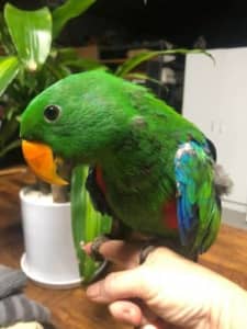 Eclectus Parrot - sweet baby boy!