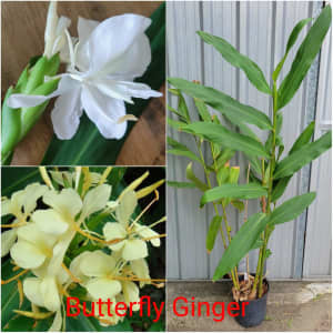 Scented Yellow Butterfly Ginger Last one