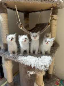 Adorable purebred ragdoll kittens. Ready to go!