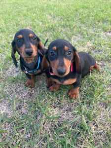 Mini dachshund males looking for new homes now