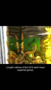 Longfin calicos forsale
