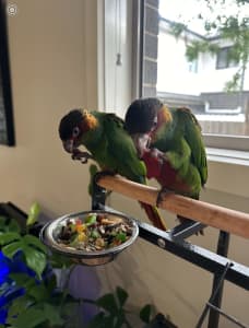 Blue Throat Conures **RARE** Handraised - Males - Hatched this season