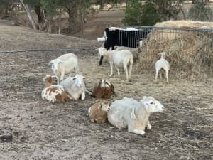 8 x Dorper Ewes, 2 Goats, 1 Ram