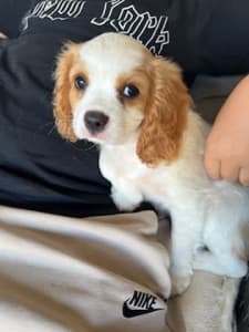 Cavalier King Charles Spaniel puppies 1 girlAvailable Now