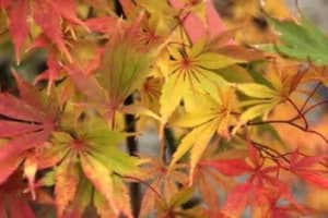 Japanese Maples Matsukaze 35 cm pots Brilliant red in autumn