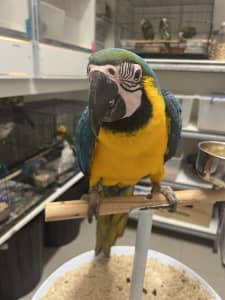 Hand Raised Blue and Gold Macaw
