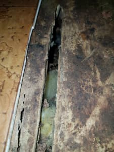 Superior Termite & Pest control. Gladstone,Bundaberg, Gympie