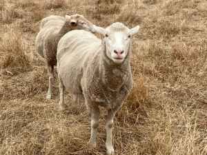 Sheep Merino White Suffolk cross $125ea or $110ea for four or more.