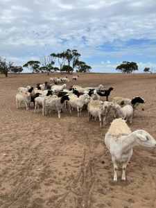 Aussie White x Dorper ewes.