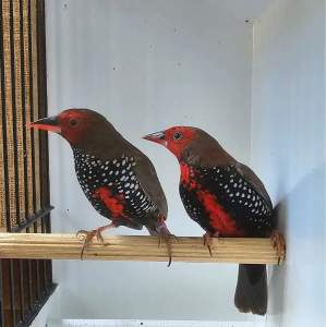 Show Pair Red Painted Finches