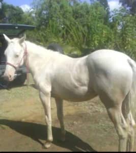 Wanted good quiet trust worthy horse to ride