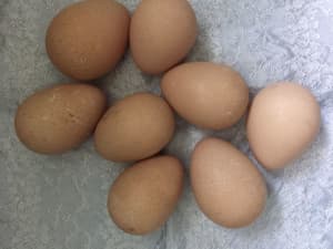 guinea fowl keets & guinea fowl eggs & muscovy ducks