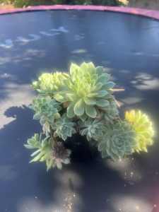 Beautiful succulent growing well in plastic pot