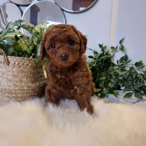 💞Ruby Toy Cavoodles(DNA clear) Ready Now! Only 1 left!❤
