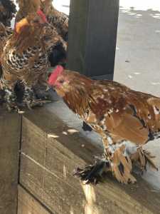 2 Young Belgian Bantam Roosters