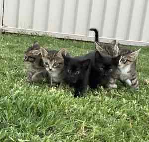 Tabby kittens