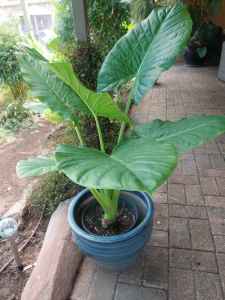Elephant Ear Plant ⚡️100cm high ⚡️Healthy & Established in a pot