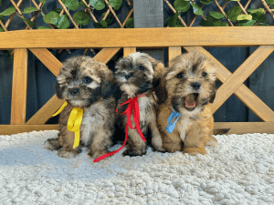 Quality Maltese Shihtzu x Toy poodle Puppies