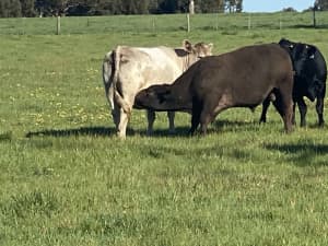 Murray Grey Angus Cherolais calf Cow Steer Bull From 700