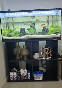 130L fish tank with shelves and 10 colourful cichlids 