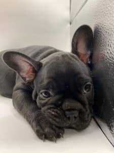 READY NOW! French Bulldogs Choc, Blue/Tan, Black Isabella Makers