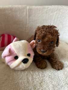 Toy poodle female.Available now. Smaller than a cavoodle