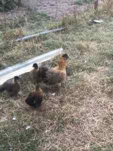 Pullets, hen with babies, free roosters