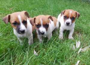 3 x Female Jack Russell Puppies